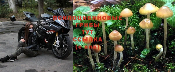 стаф Алзамай