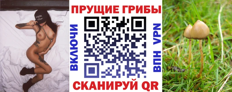 MEGA зеркало  Данилов  Галлюциногенные грибы мицелий 